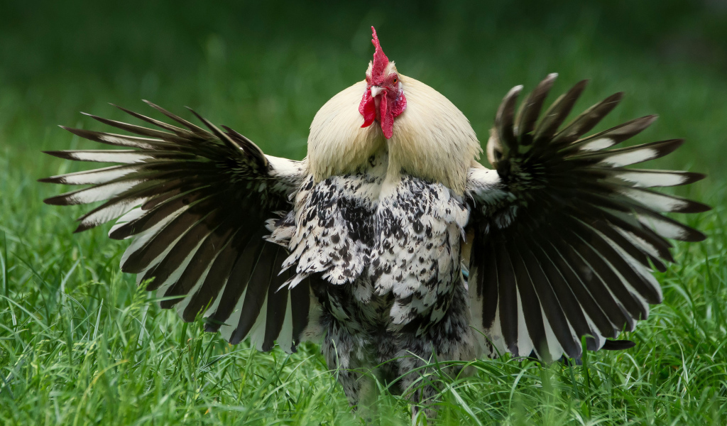 Большой петух расправил крылья