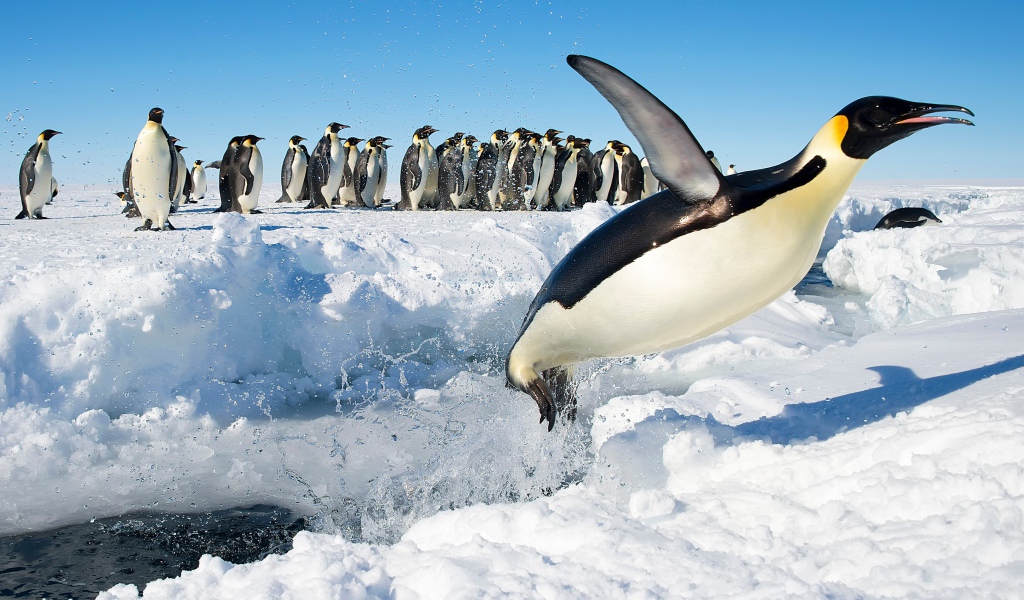 Королевский пингвин выпрыгивает из воды на снег