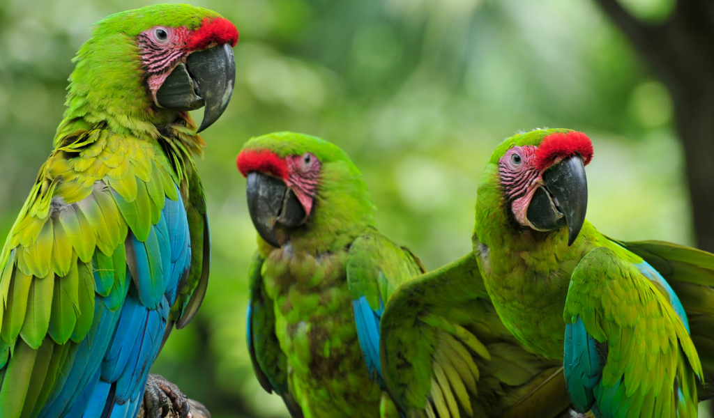 Три зеленых малый солдатских ара на ветке 