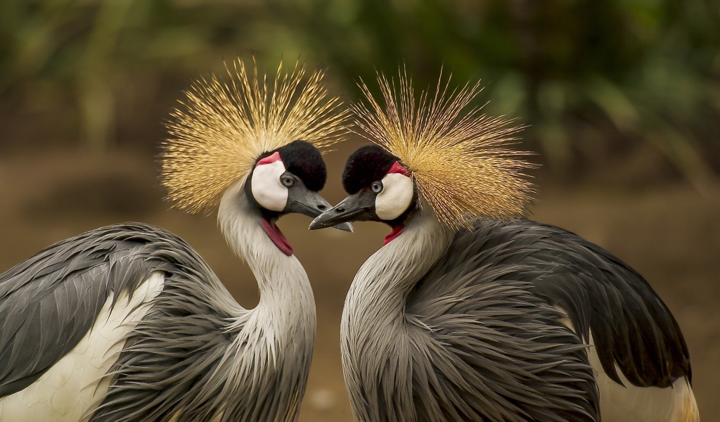 Два красивых венценосных журавля
