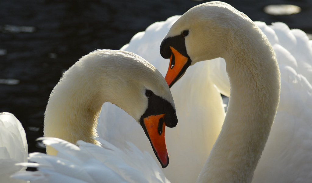 Два больших белых лебедя