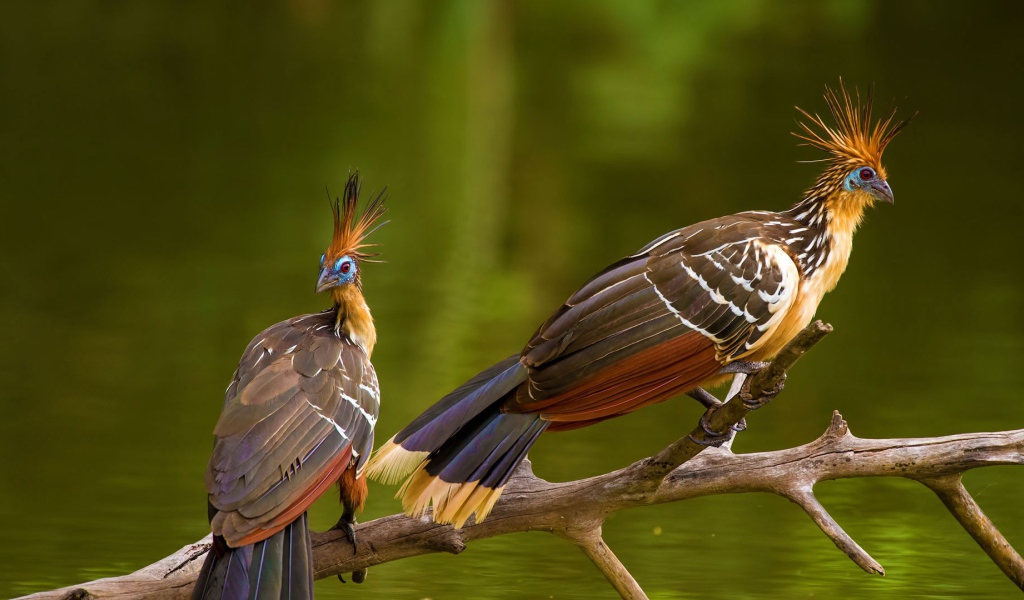Две забавные тропические птицы Гоацин на ветке 