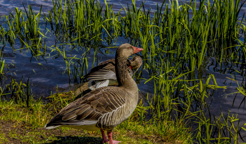 Два больших серых гуся у водоема