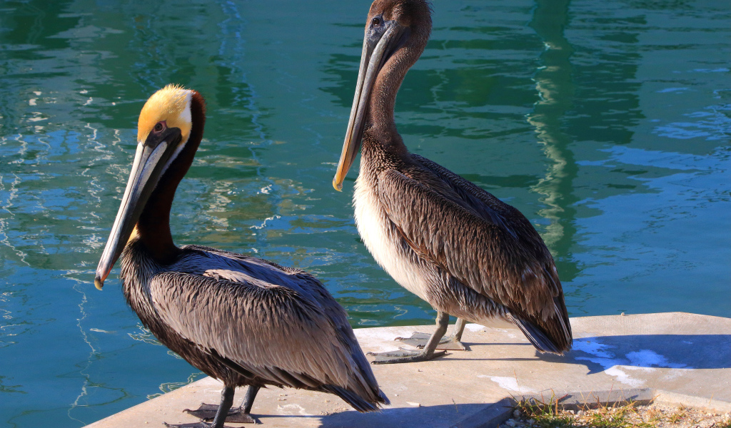 Два больших серых пеликана стоят у воды