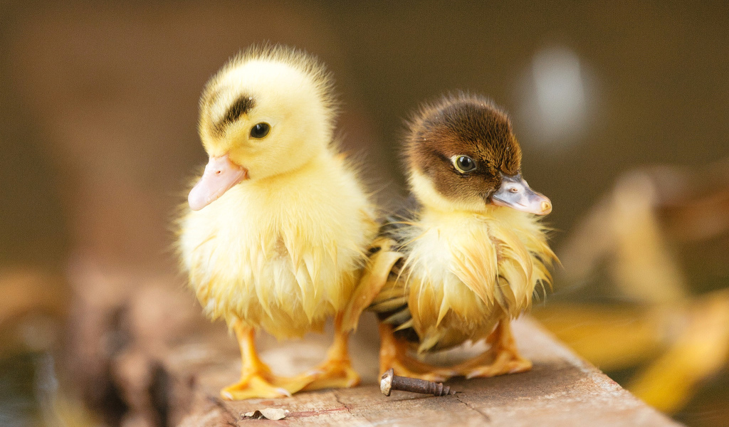 Два маленьких милых мокрых утенка