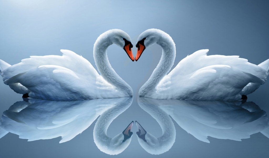 Два влюбленных белых лебедя отражаются в воде 