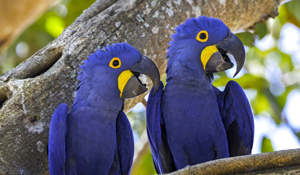 Два попугая породы гиацинтовый ара сидят на ветке