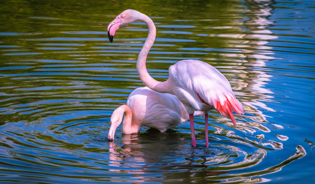 Два розовых фламинго купаются в воде