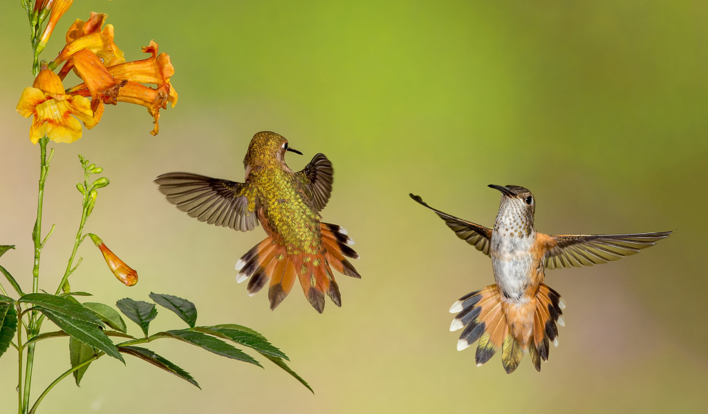 Две маленьких птицы колибри у цветка 