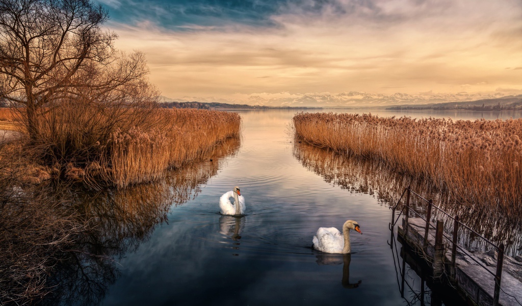 Два белых лебедя плывут по реке 