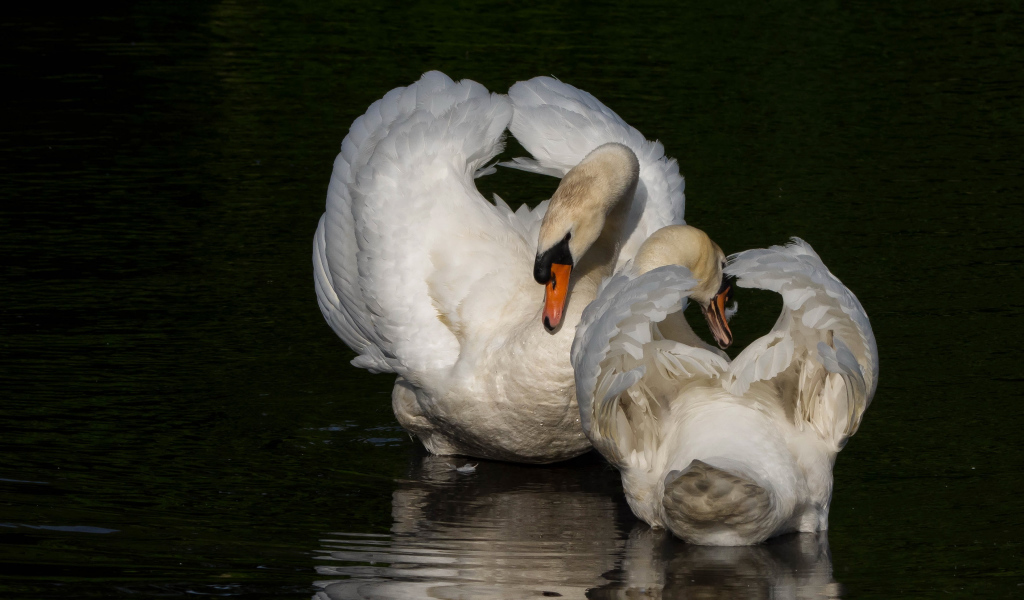 Два белых лебедя в водоеме