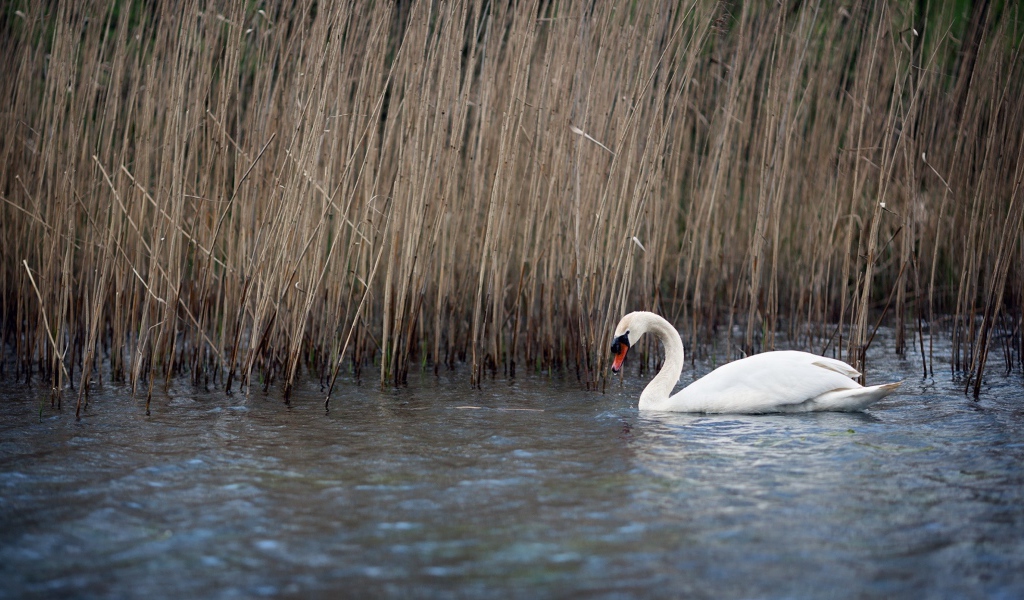 Белый красивый лебедь в воде у сухого камыша 