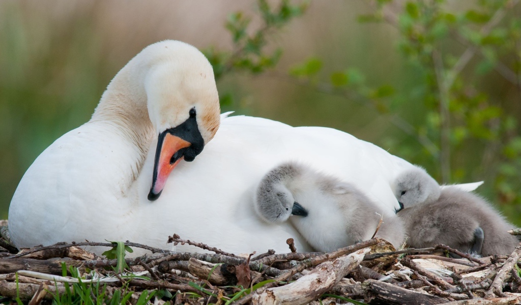 Белый лебедь в гнезде с маленькими птенцами 