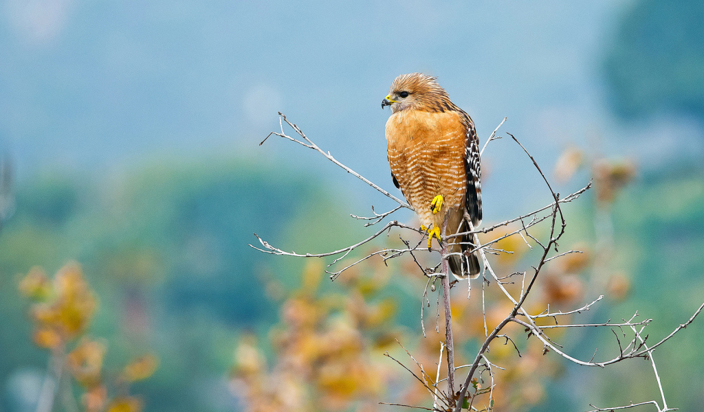 Желтый хищный ястреб сидит на ветке 