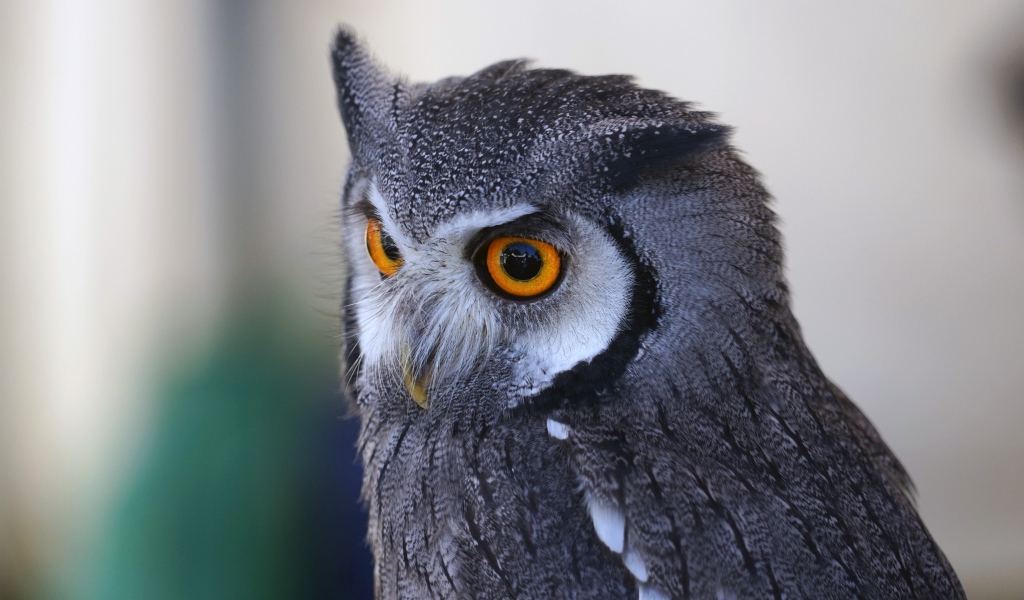 Большая серая сова с большими желтыми глазами 