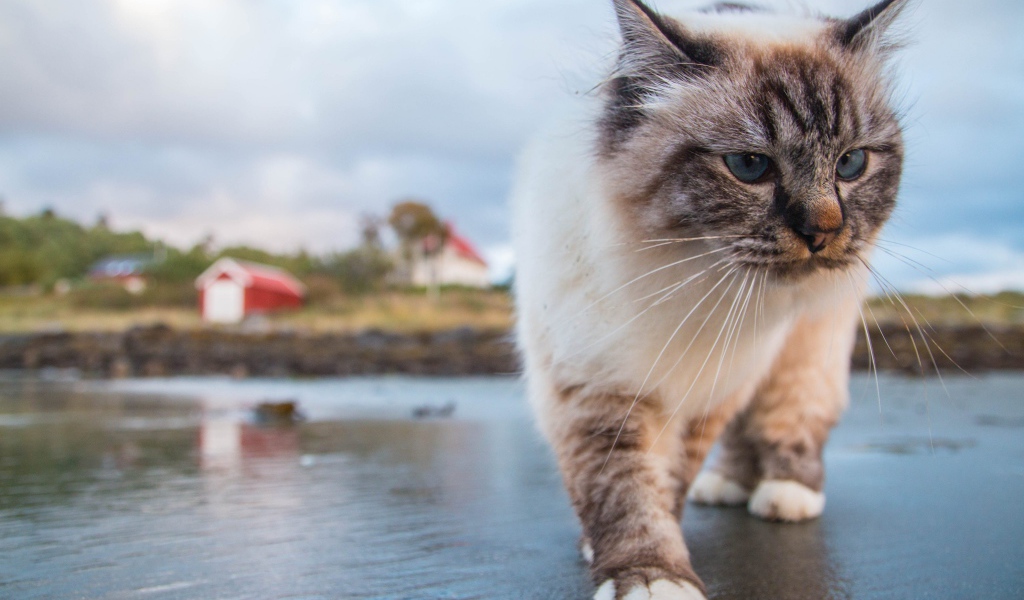 Красивый голубоглазый кот идет по мокрой земле 