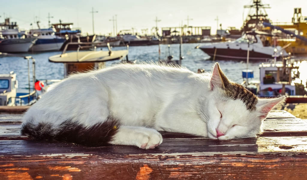 Кот спит под солнцем на лавке в порту
