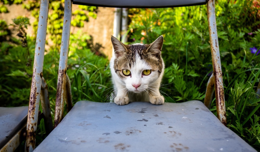 Испуганная кошка сидит на стуле