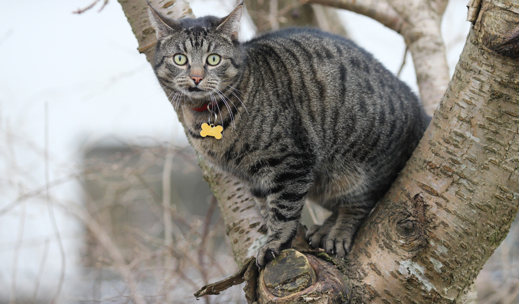Испуганный серый кот сидит на дереве
