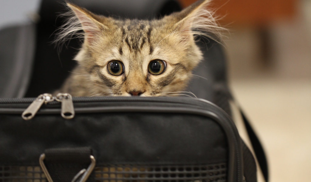 Испуганный серый котенок в черной сумке 