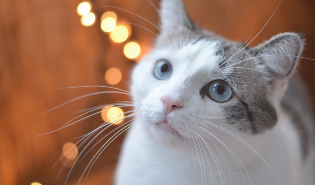 Взгляд серо-белого кота с голубыми глазами