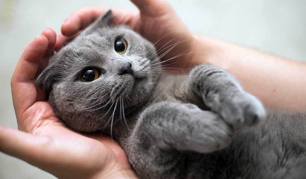 Серый кот британец лежит на руках у человека