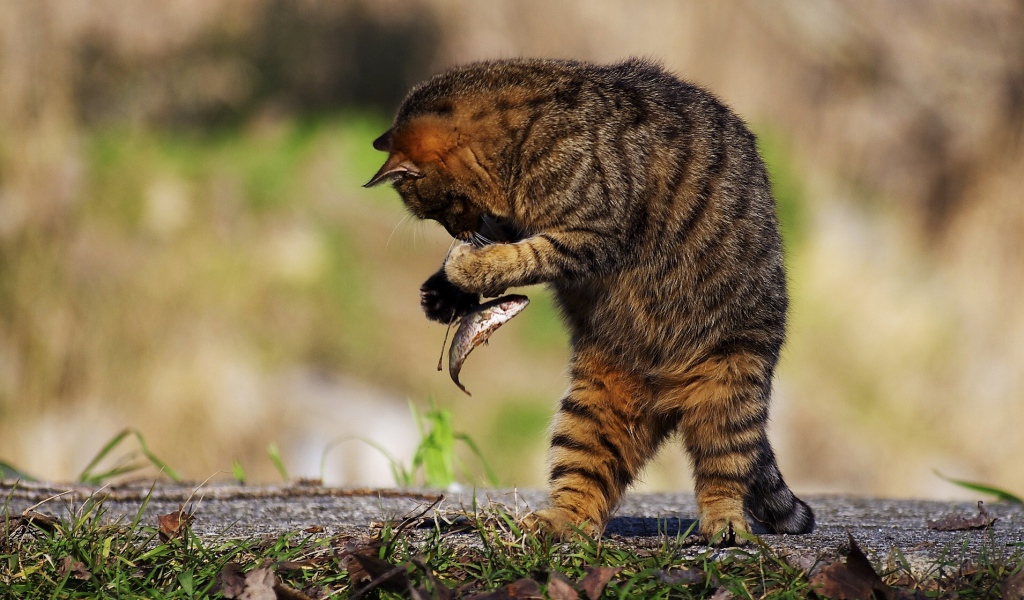 Серый кот поймал маленькую рыбу 