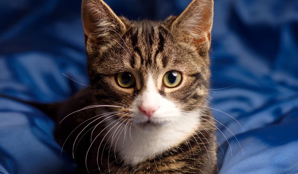 Серая кошка сидит на голубом покрывале 