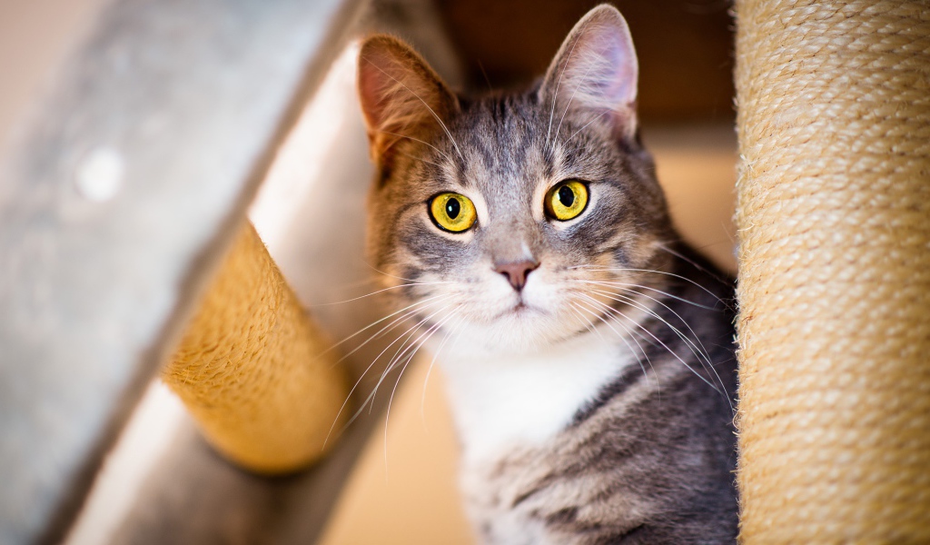 Взгляд серого кота с большими желтыми глазами