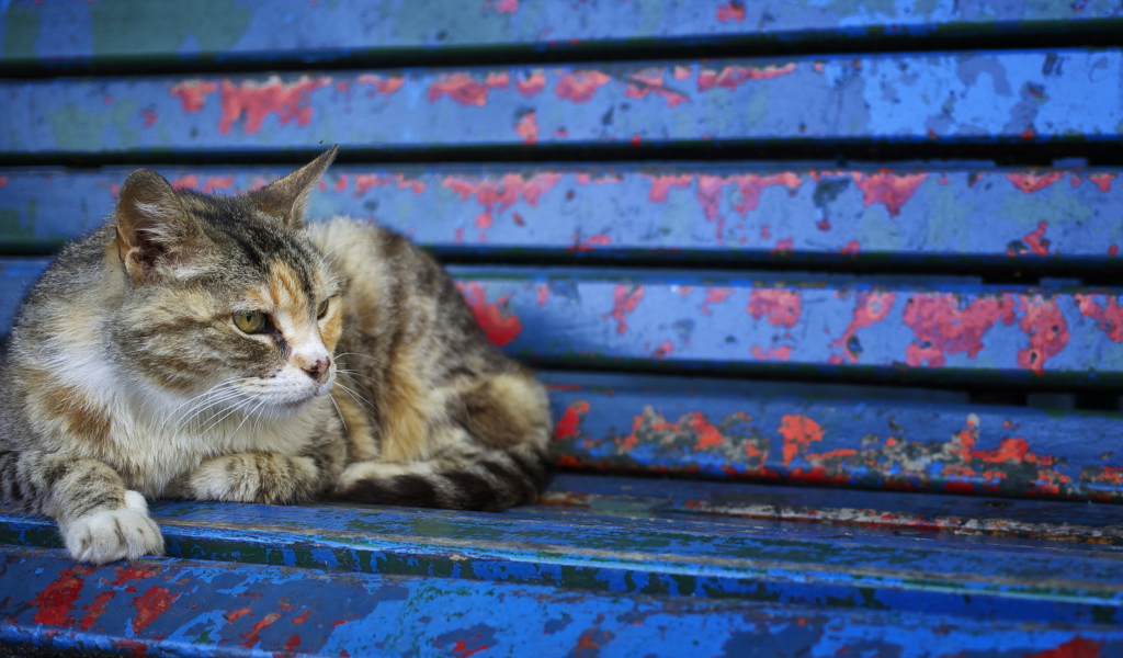 Серый бездомный кот лежит на старой лавке