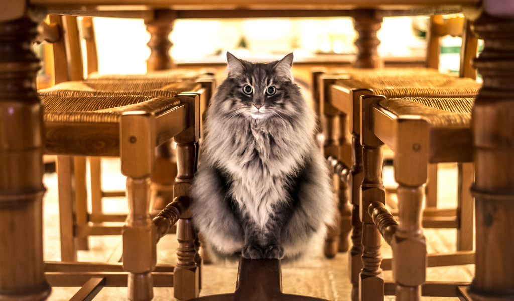 Большой серый кот сидит под столом 