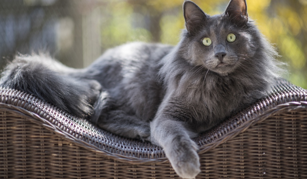 Большой зеленоглазый пепельный кот лежит на спинке кресла