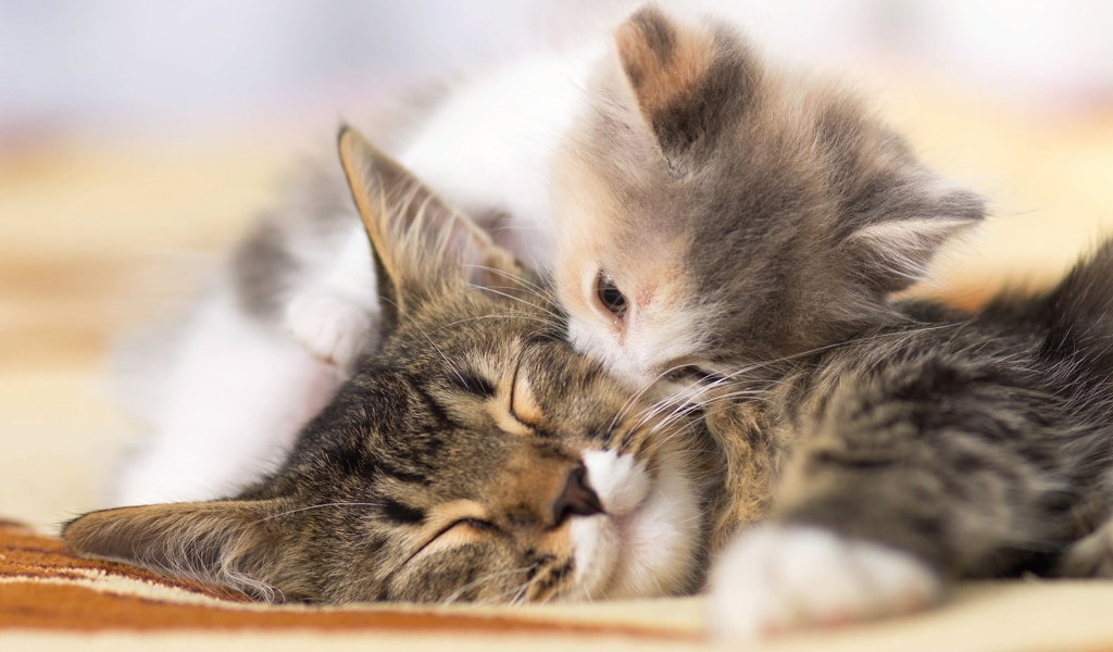 Маленький милый котенок целует свою маму
