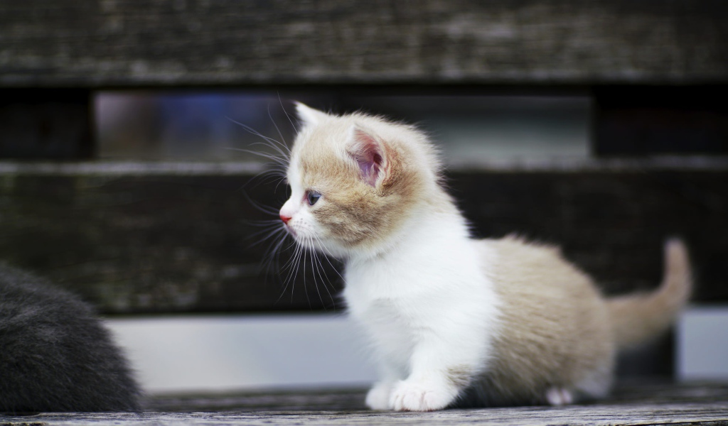 Маленький забавный коротколапый котенок