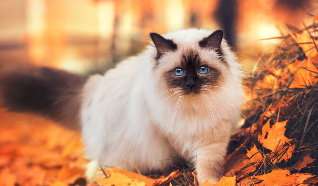 Породистый сиамский кот с голубыми глазами гуляет по желтой листве