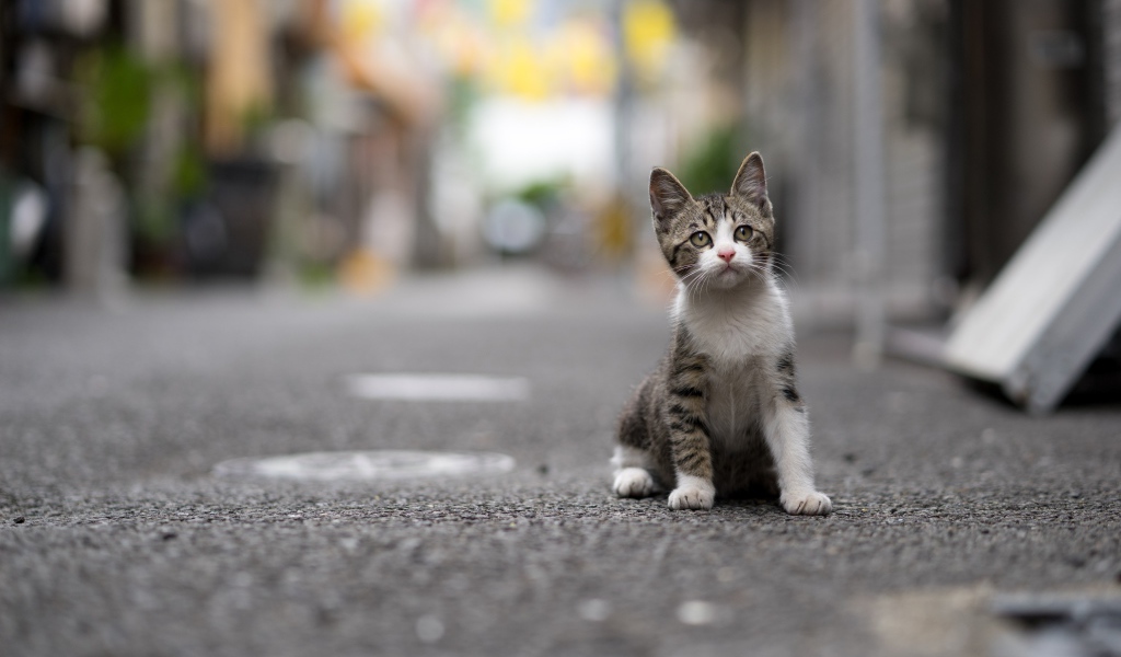 Маленький серый котенок сидит на дороге