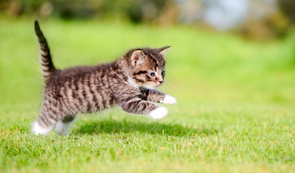 Маленький серый котенок бежит по зеленой траве 