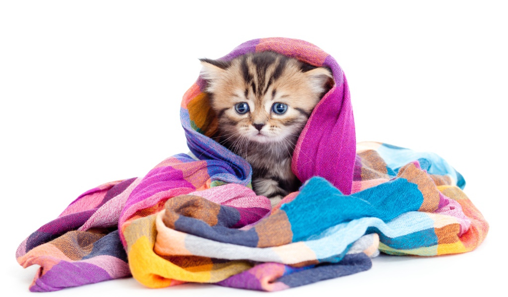 Маленький котенок укутан в разноцветный шарф на белом фоне