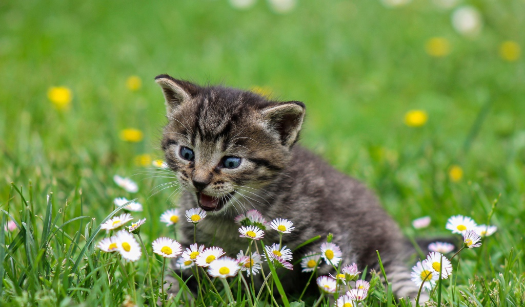 Маленький котенок сидит в зеленой траве с белыми ромашками