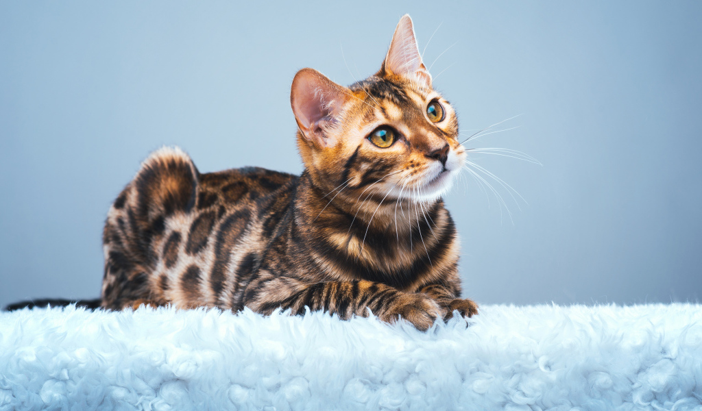 Красивая бенгальская кошка смотрит заинтересованным взглядом