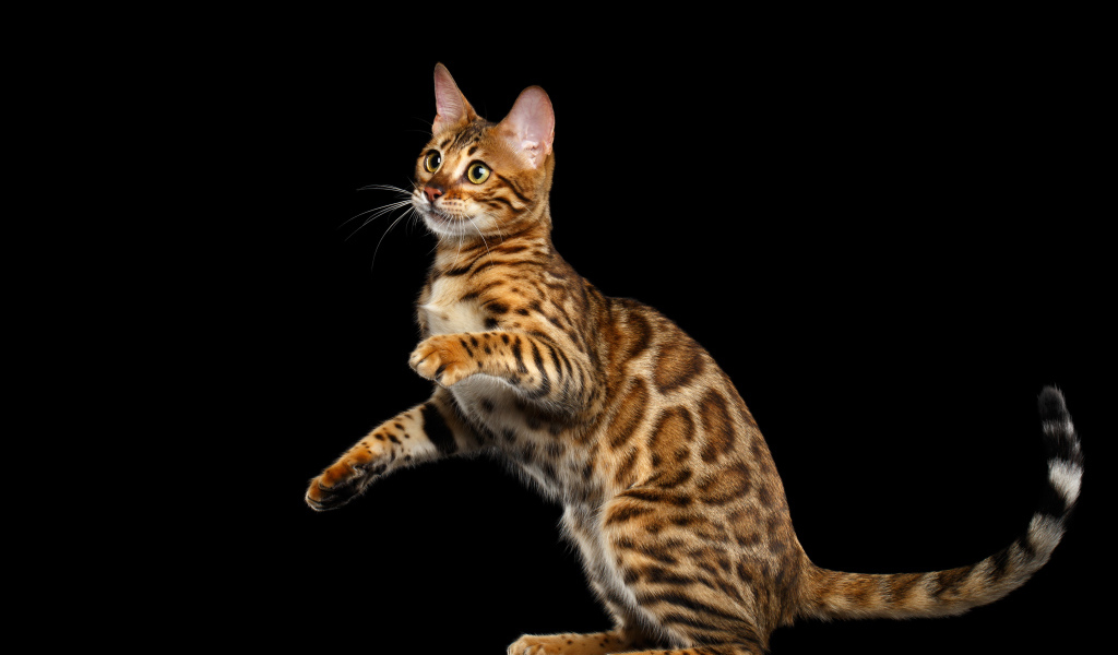 Красивая Бенгальская кошка на черном фоне