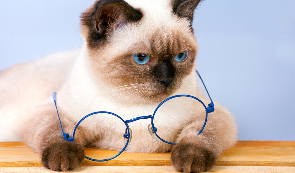 Красивый сиамский кот с синими очками