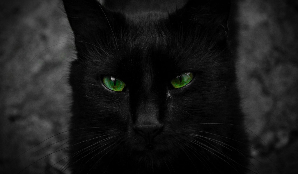 Красивый черный кот с большими зелеными глазами