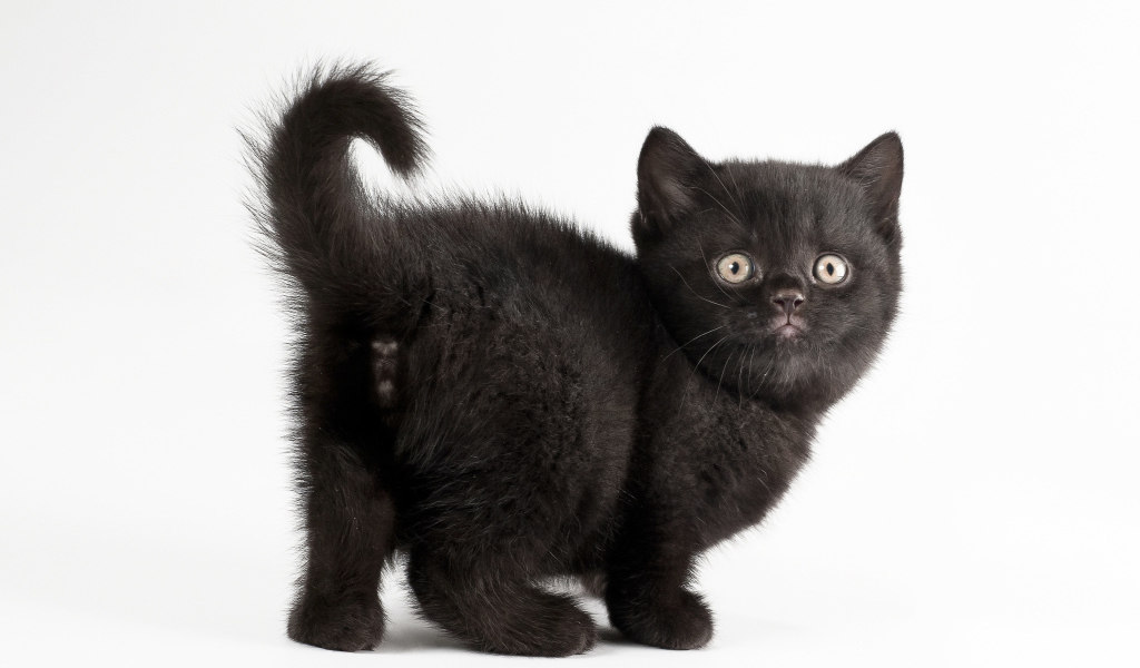 Красивый черный котенок на белом фоне