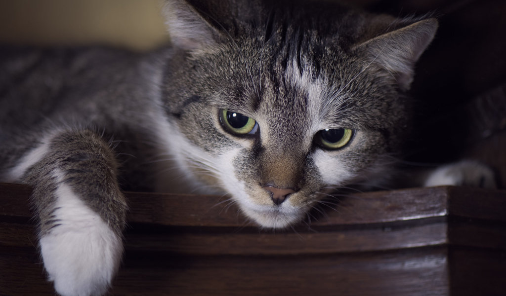 Красивый кот с зелеными глазами крупным планом