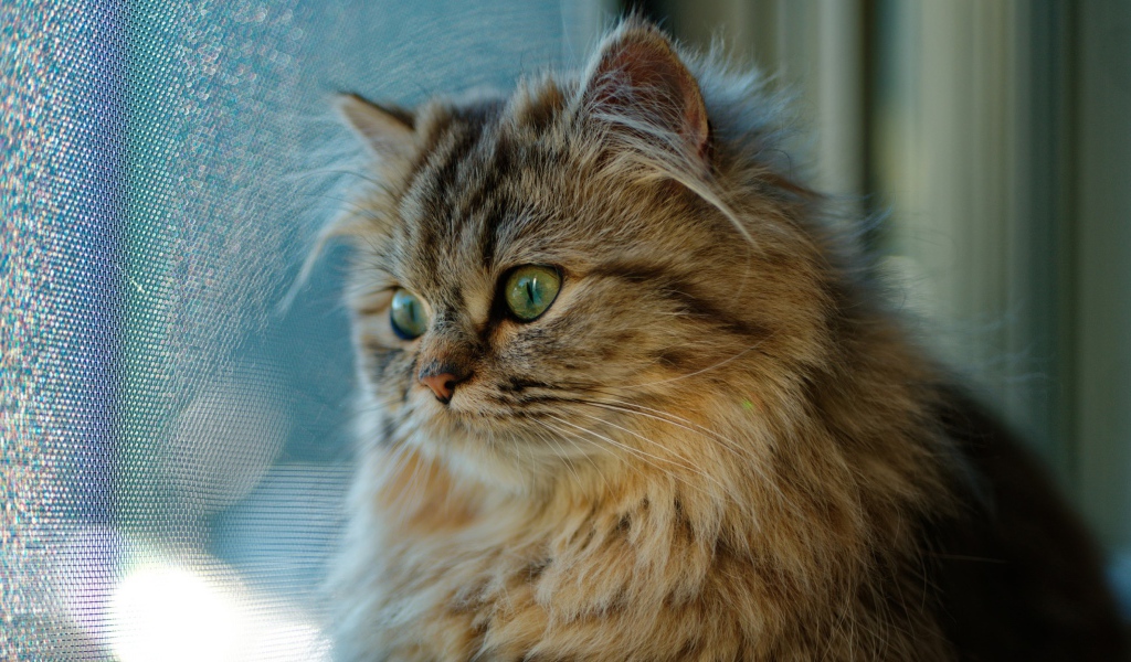 Красивый пушистый зеленоглазый кот смотрит в окно
