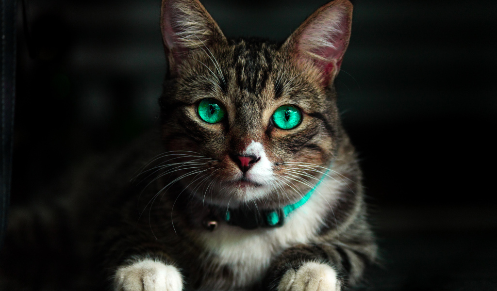 Красивый зеленоглазый серый кот с ошейником 
