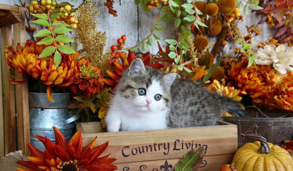 Красивый маленький котенок в деревянном ящике с цветами