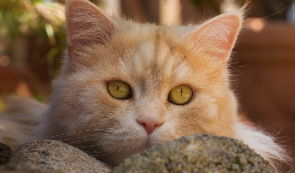 Красивая морда рыжего кота