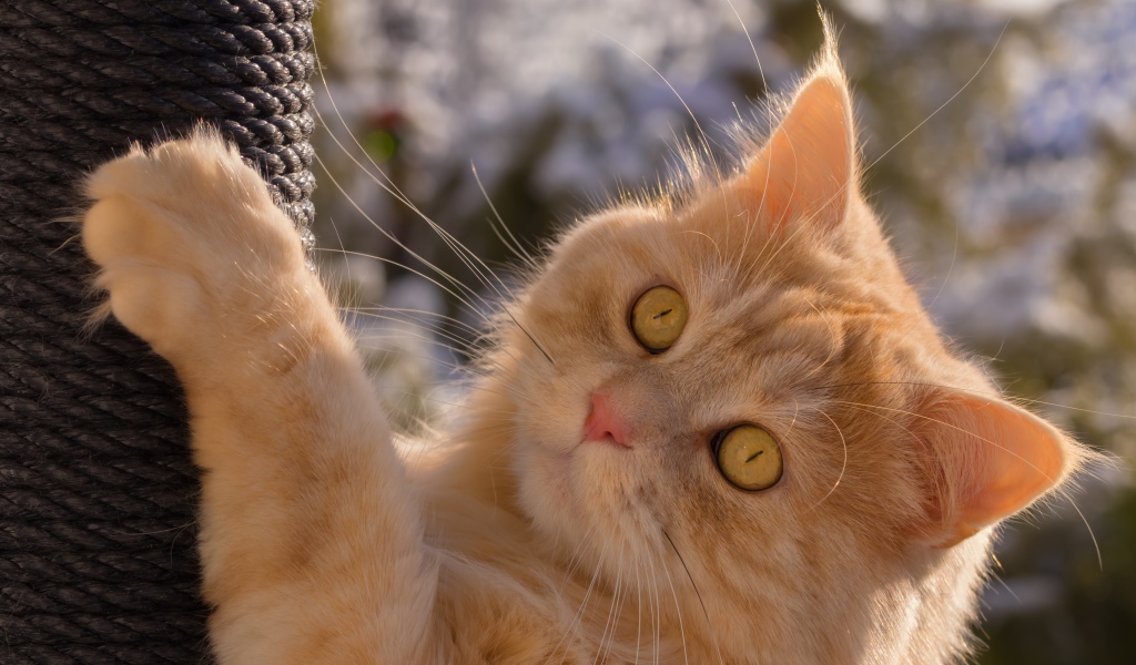 Красивый рыжий зеленоглазый кот